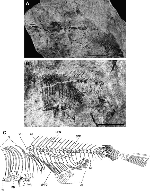 1-s2.0-S0195667110001199-gr2